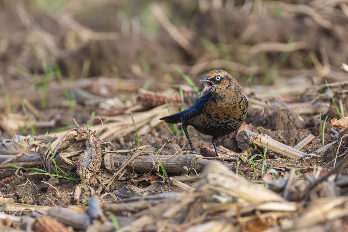 Rusty Blackbird - ML645956929