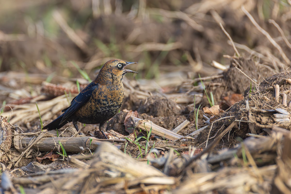Rusty Blackbird - ML645956930