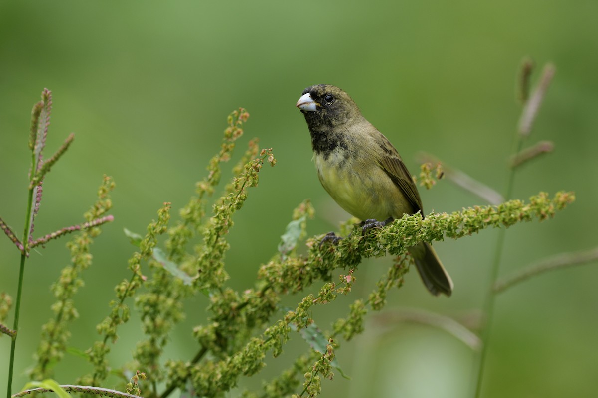Yellow-bellied Seedeater - ML645956933