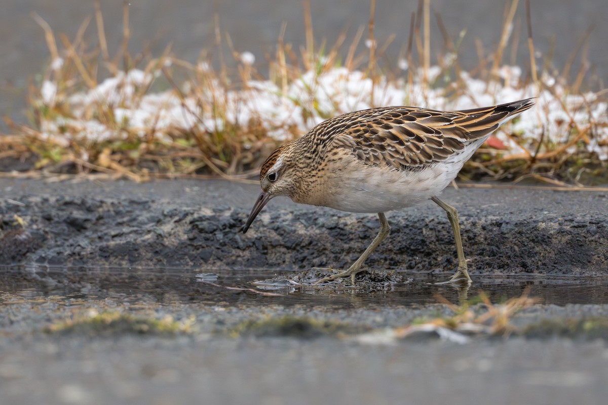 Sharp-tailed Sandpiper - ML645956934