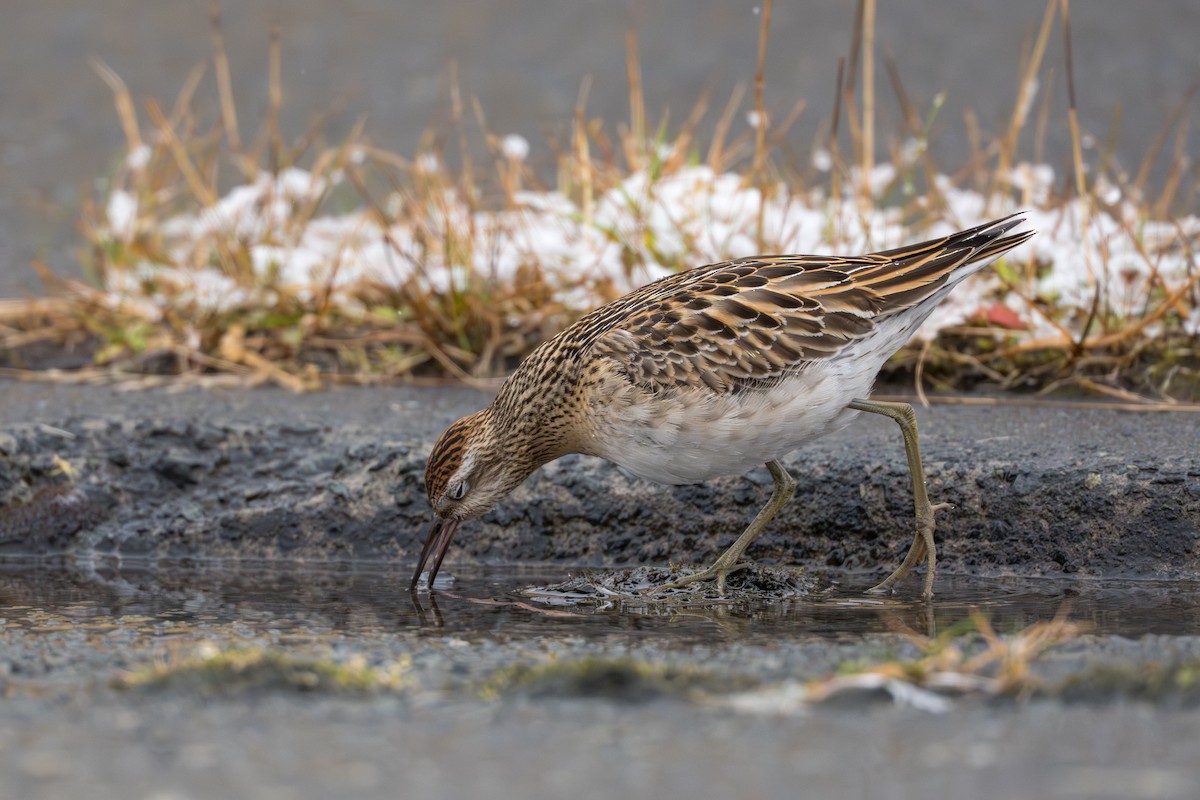 Sharp-tailed Sandpiper - ML645956935