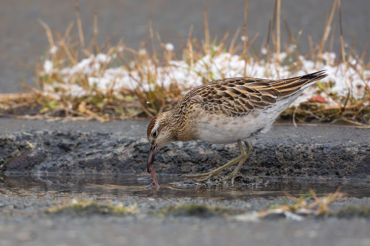 Sharp-tailed Sandpiper - ML645956936