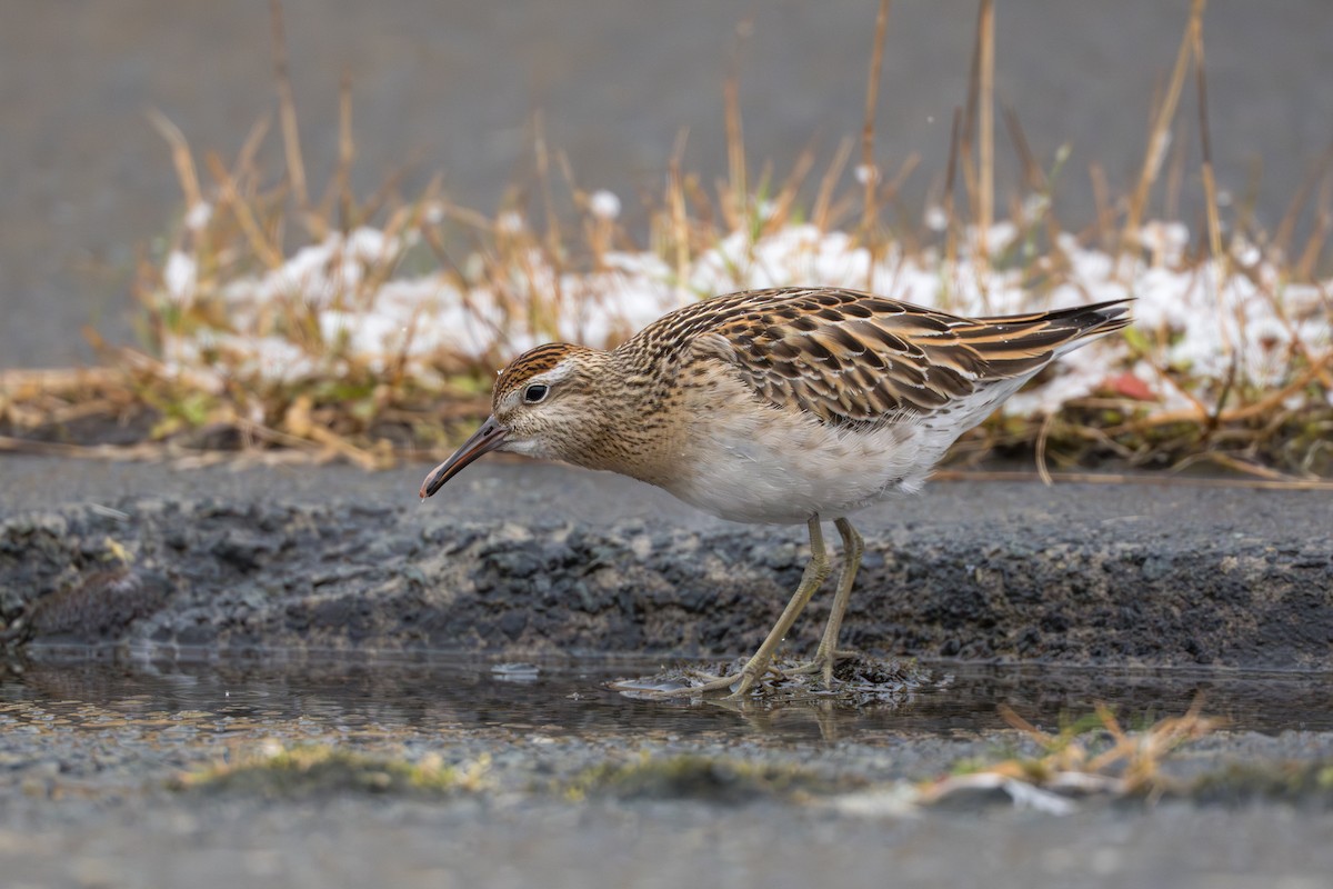 Sharp-tailed Sandpiper - ML645956937