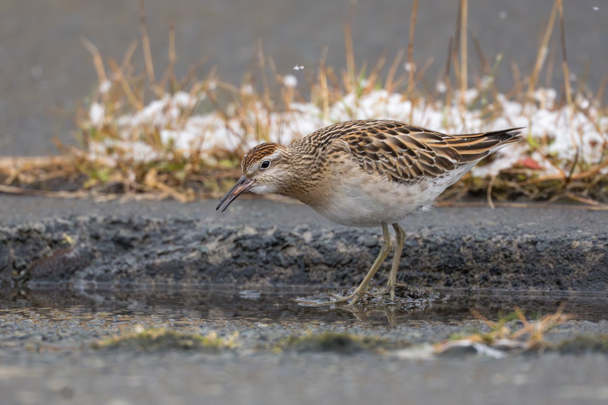Sharp-tailed Sandpiper - ML645956939