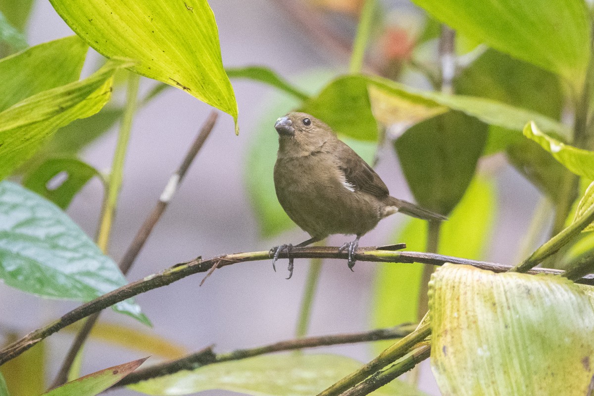 Variable Seedeater - ML645956951
