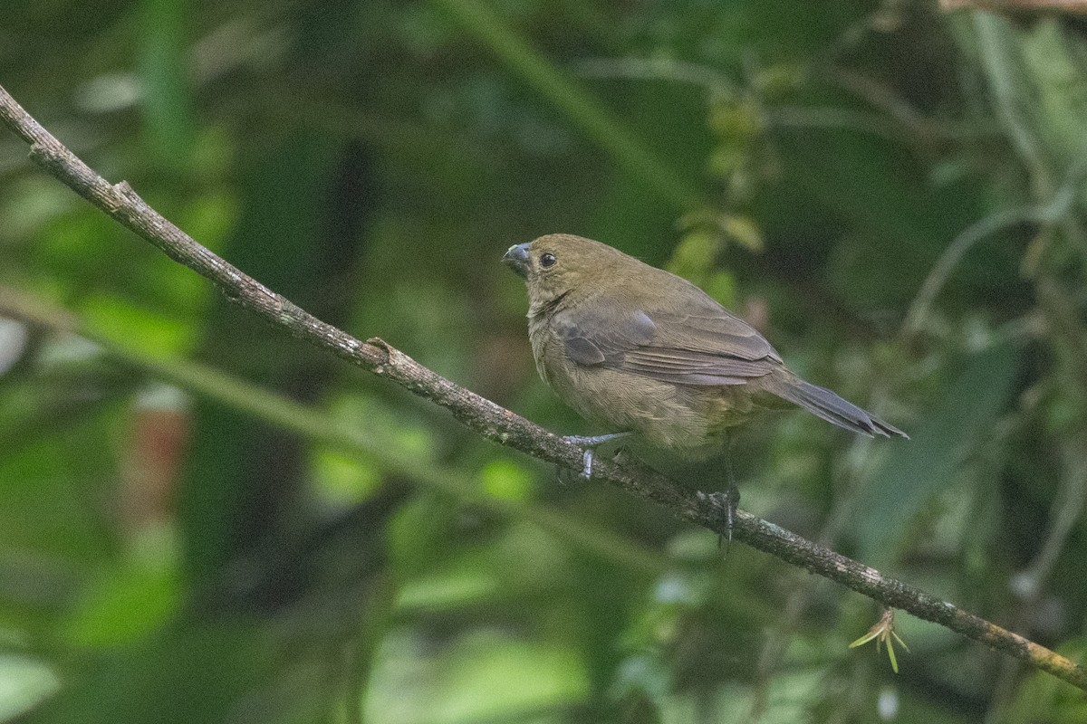 Variable Seedeater - ML645956952