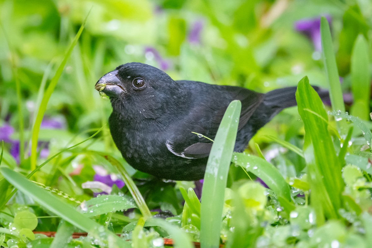 Variable Seedeater - ML645956953
