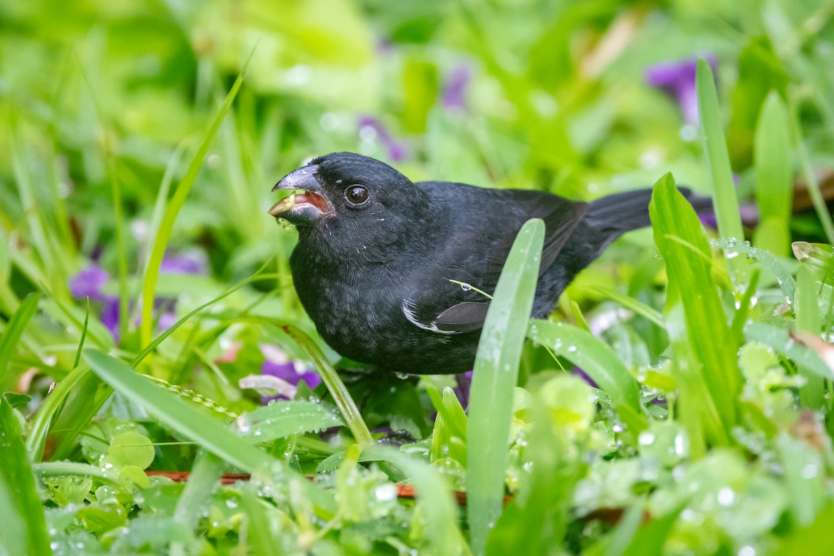 Variable Seedeater - ML645956954