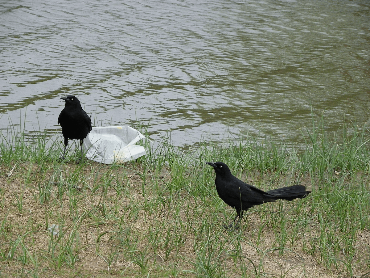 Great-tailed Grackle - ML645956956