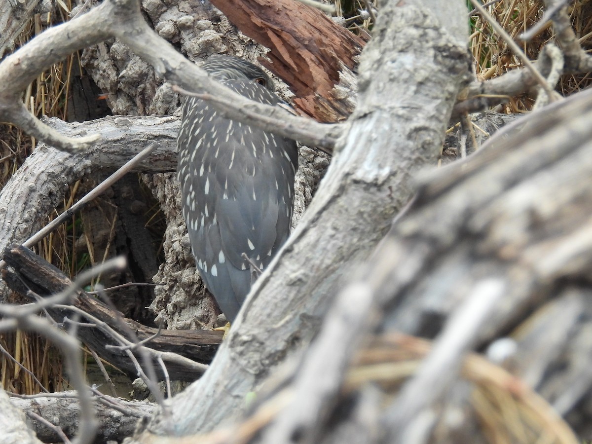 Black-crowned Night Heron - ML645956958