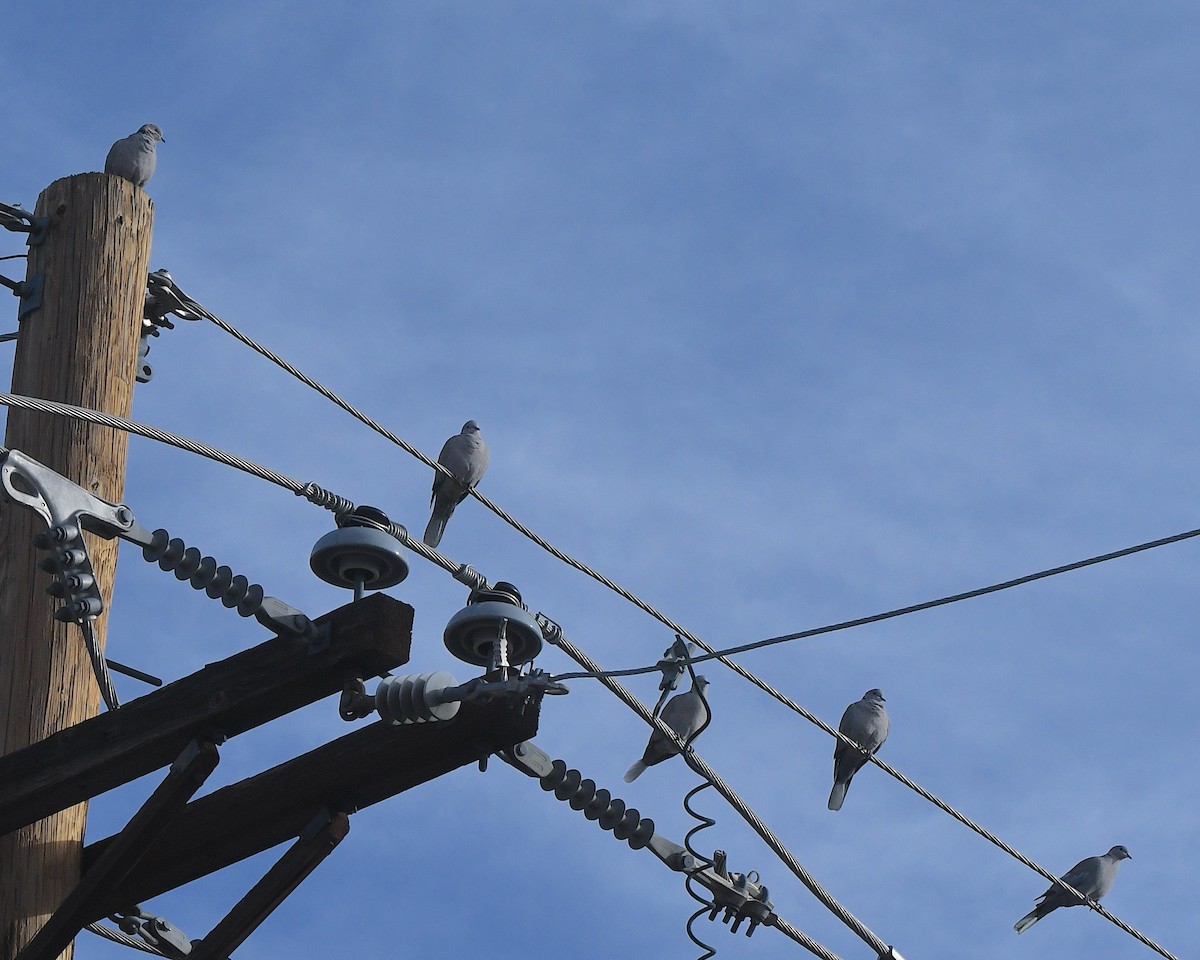 Eurasian Collared-Dove - ML645956959