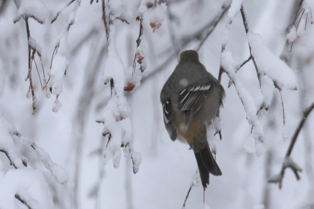 Pine Grosbeak - ML645956960