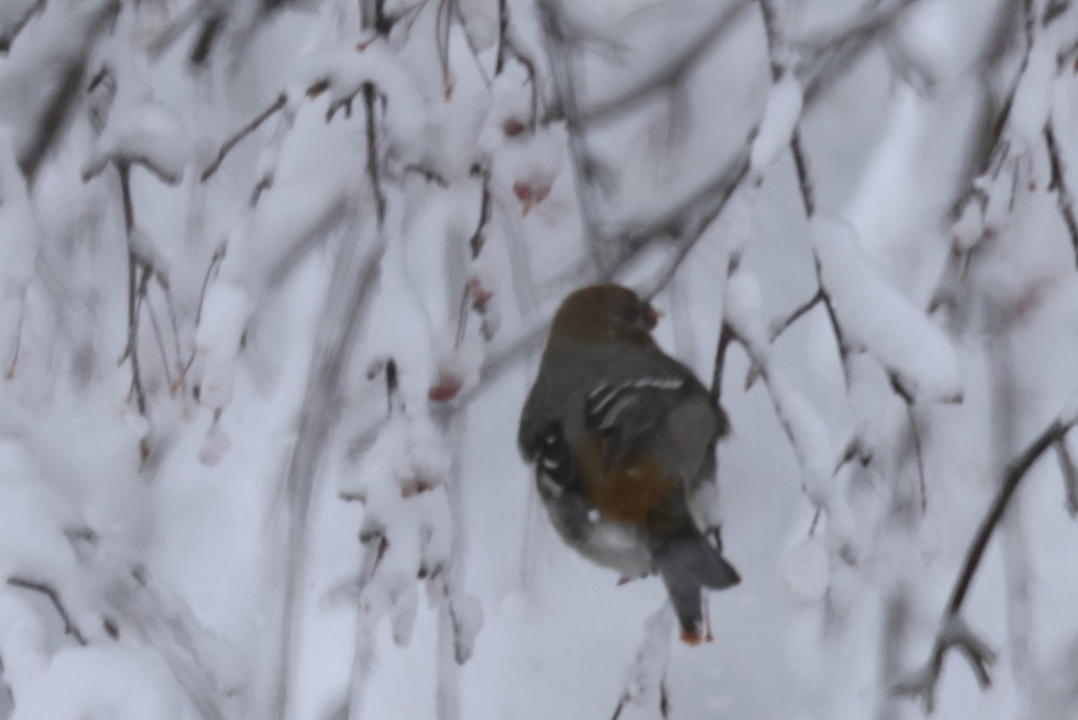 Pine Grosbeak - ML645956961