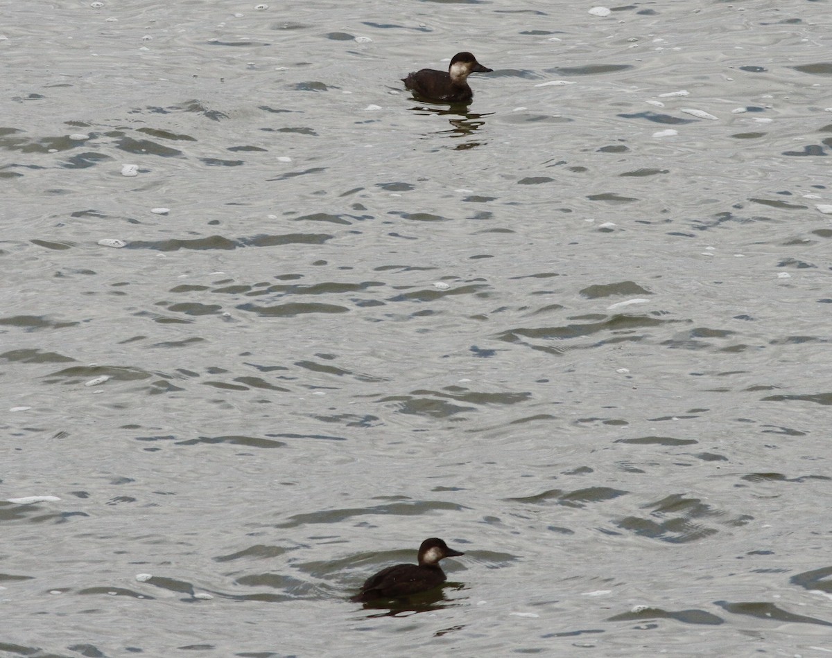 Black Scoter - ML645956964