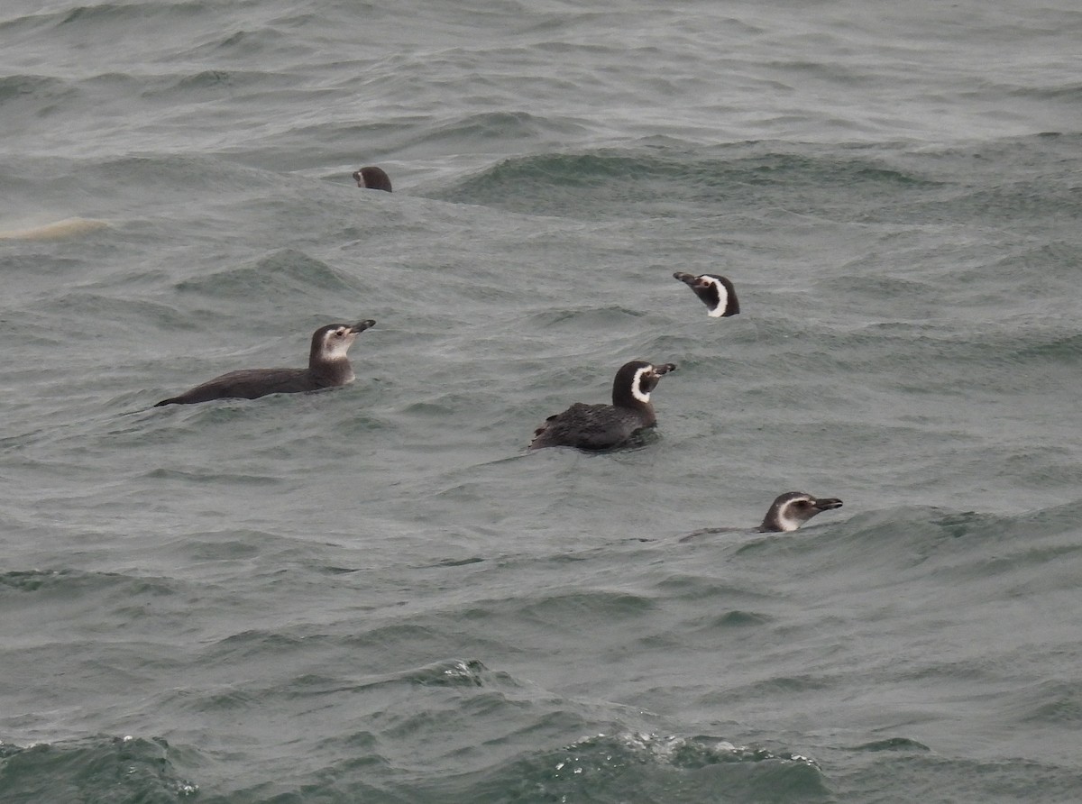 Magellanic Penguin - ML645956965