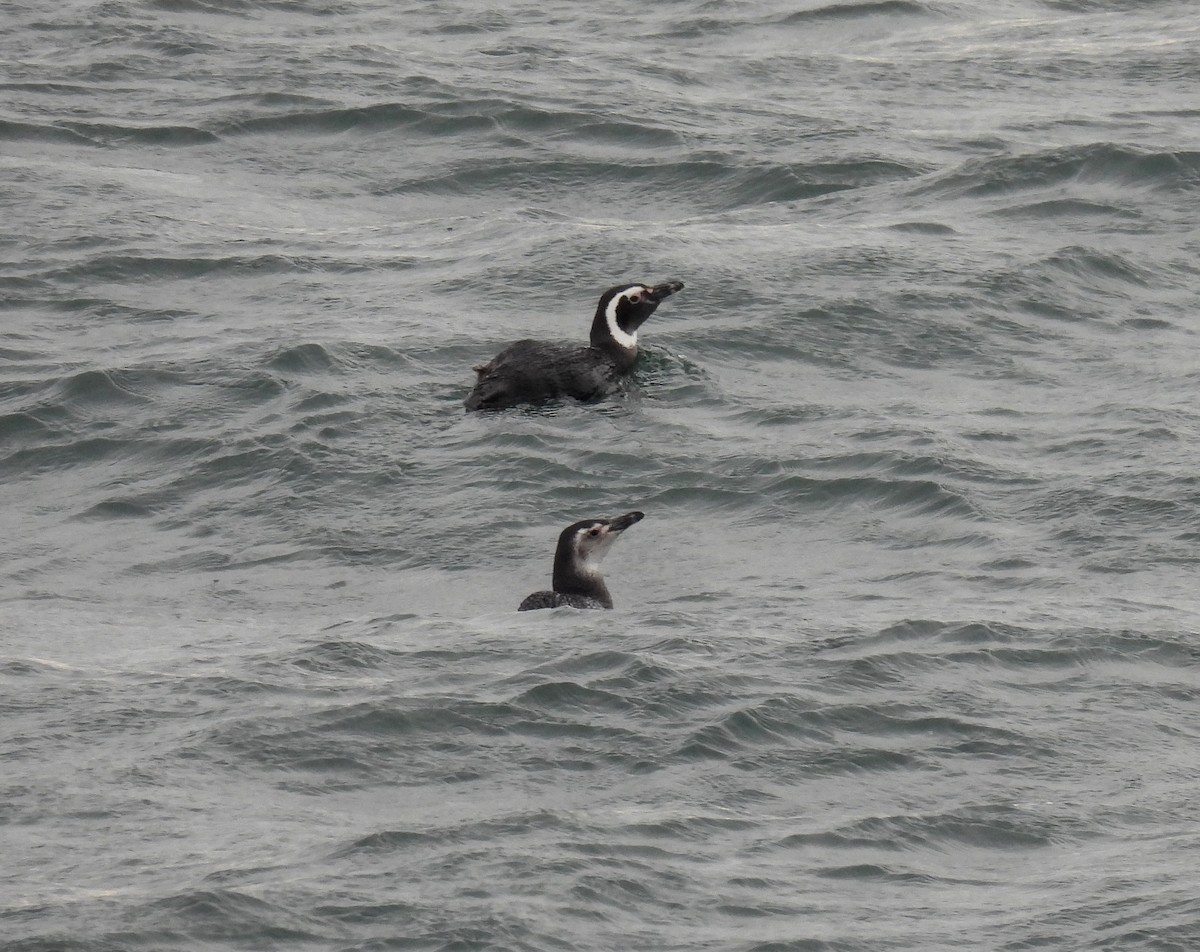 Magellanic Penguin - ML645956966