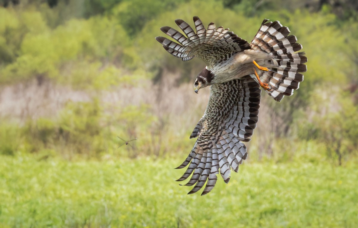 Long-winged Harrier - ML645956971