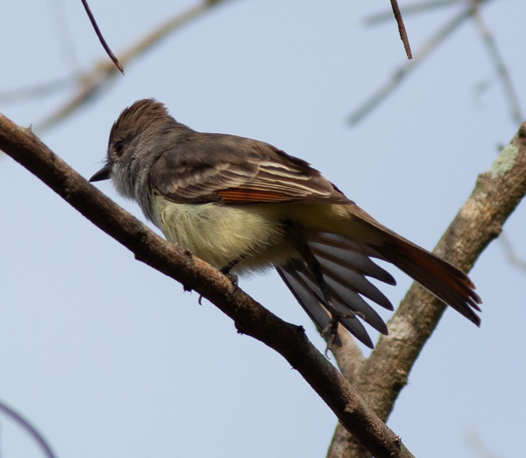 Ash-throated Flycatcher - ML645956978