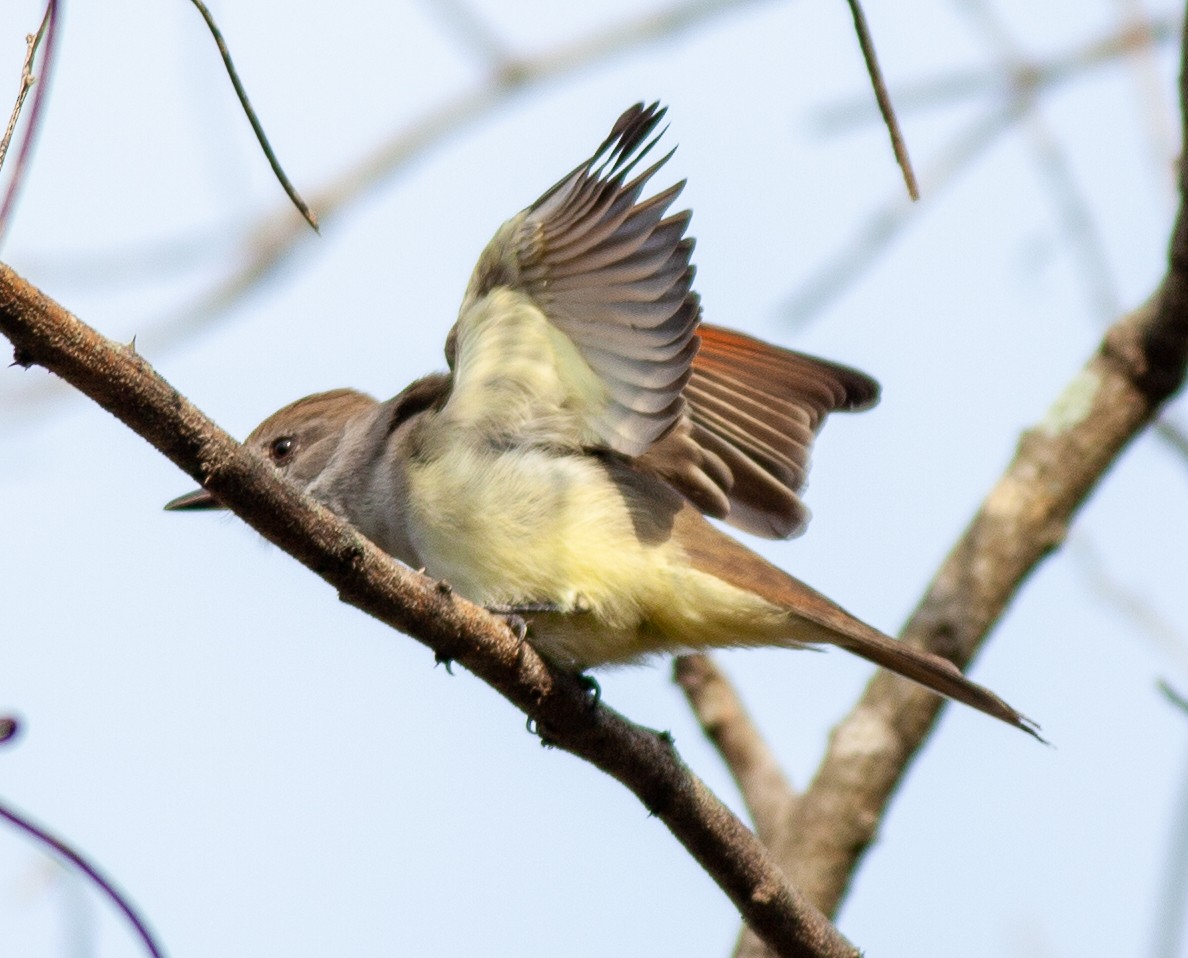 Ash-throated Flycatcher - ML645956979