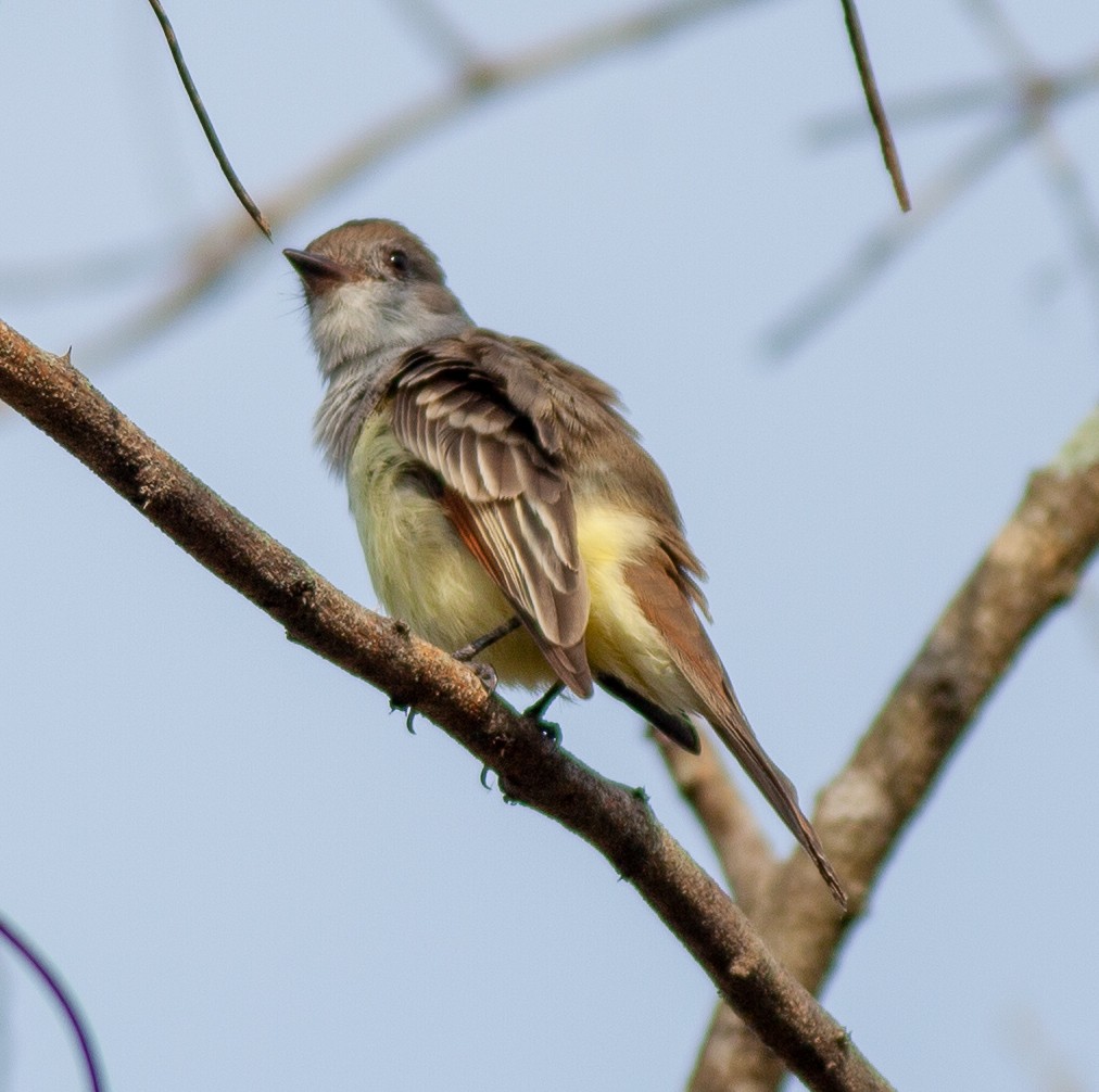 Ash-throated Flycatcher - ML645956980