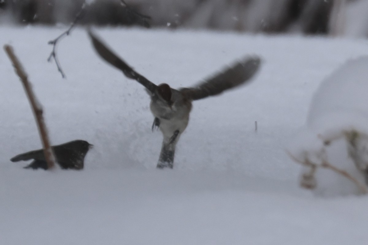 American Tree Sparrow - ML645956987
