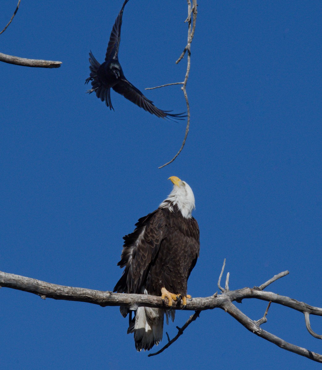 Bald Eagle - ML645956992