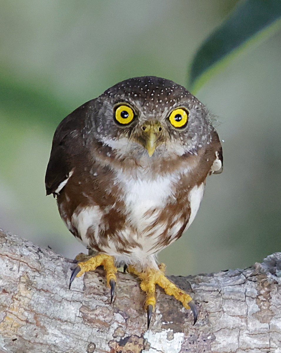 Amazonian Pygmy-Owl - ML645956996