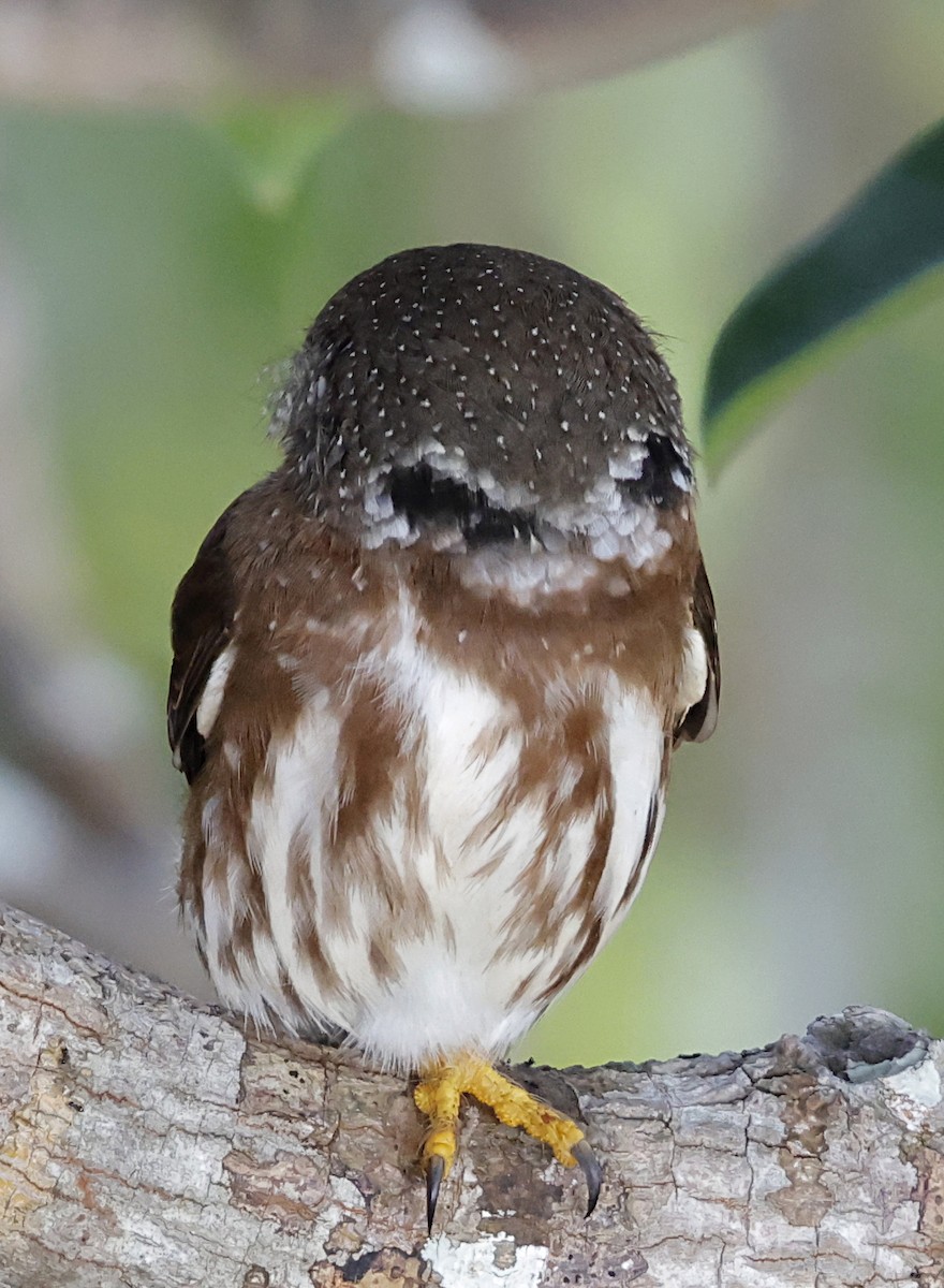 Amazonian Pygmy-Owl - ML645956997
