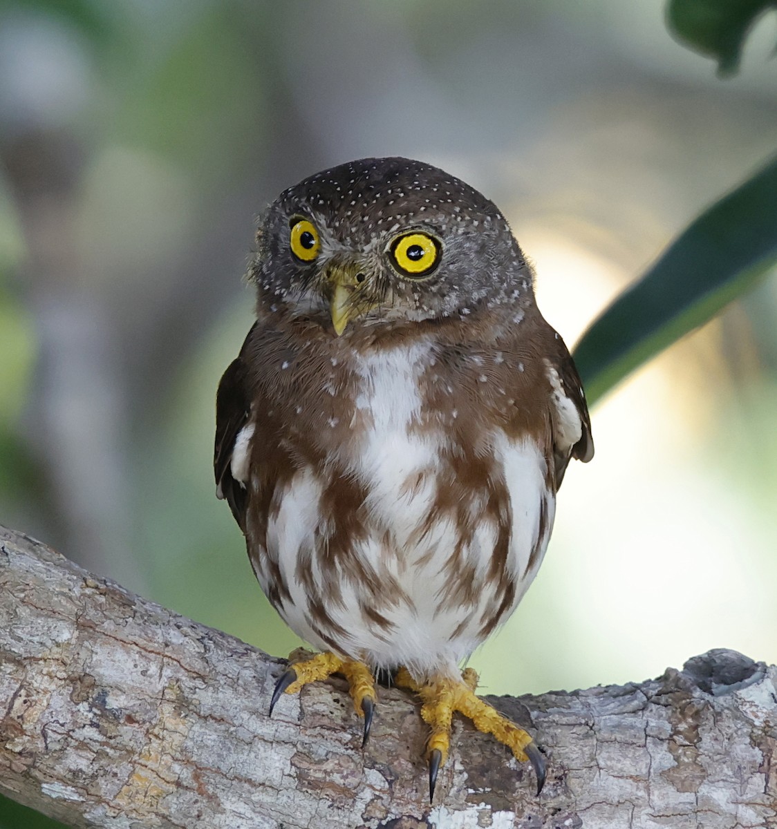 Amazonian Pygmy-Owl - ML645956998