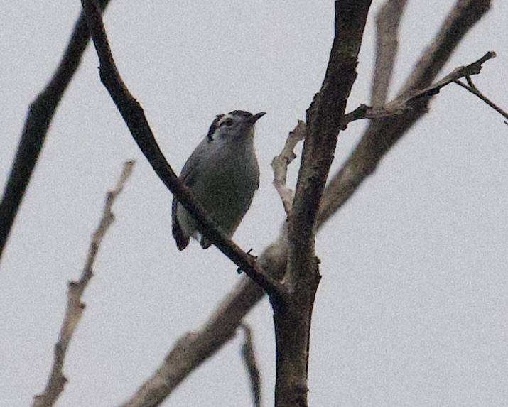 White-browed Gnatcatcher - ML645957005