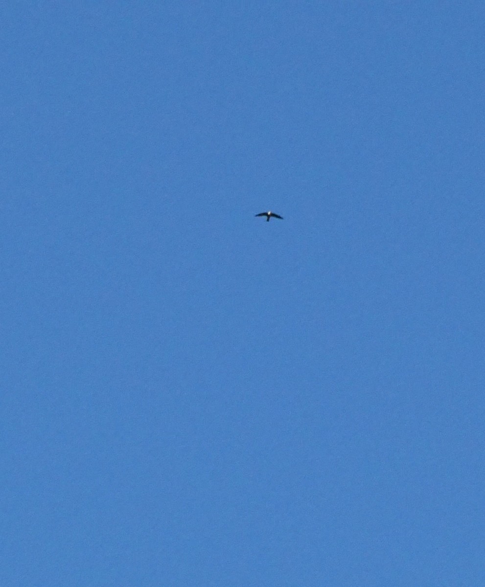 Vaux's Swift - ML645957006