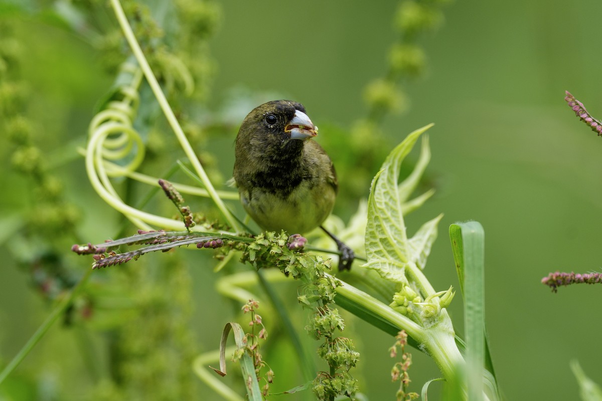 Yellow-bellied Seedeater - ML645957009