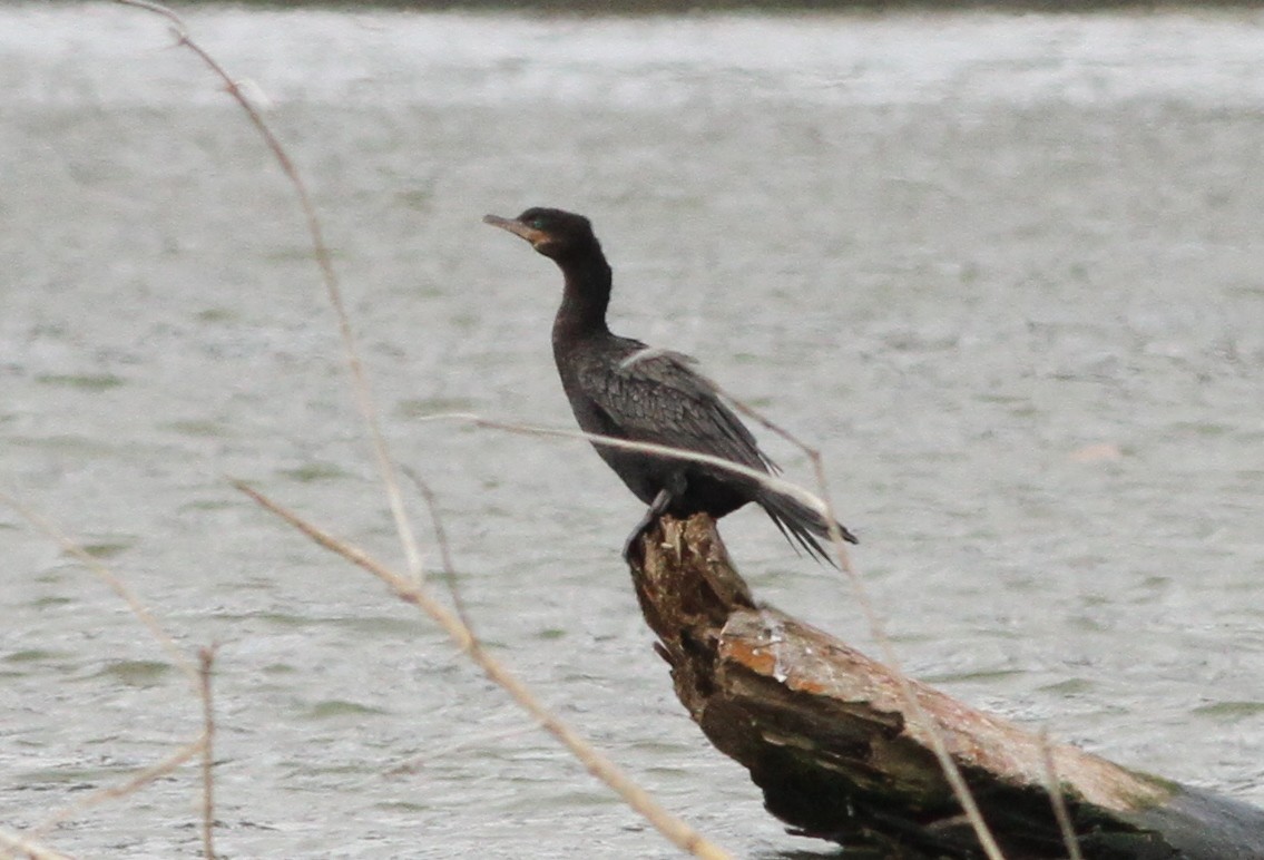 Neotropic Cormorant - ML645957013