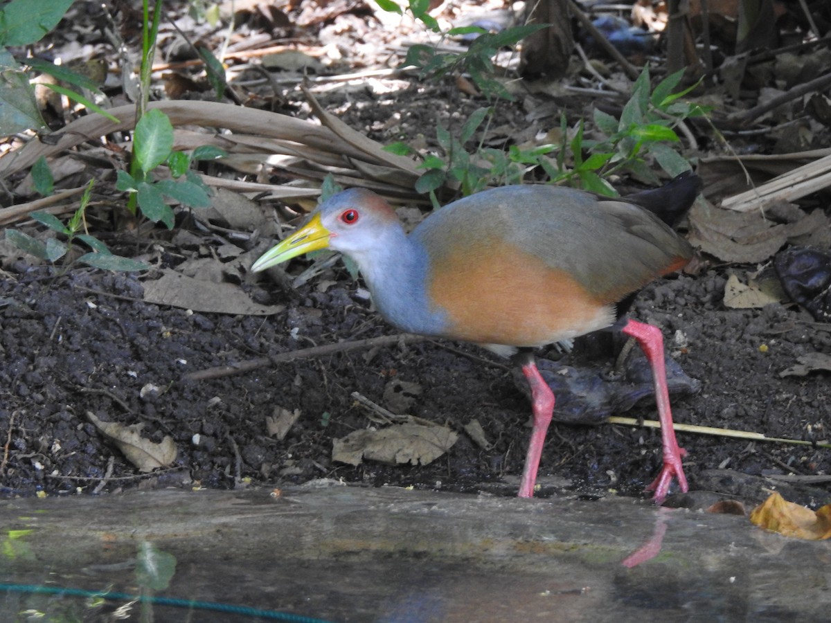 Russet-naped Wood-Rail - ML645957014