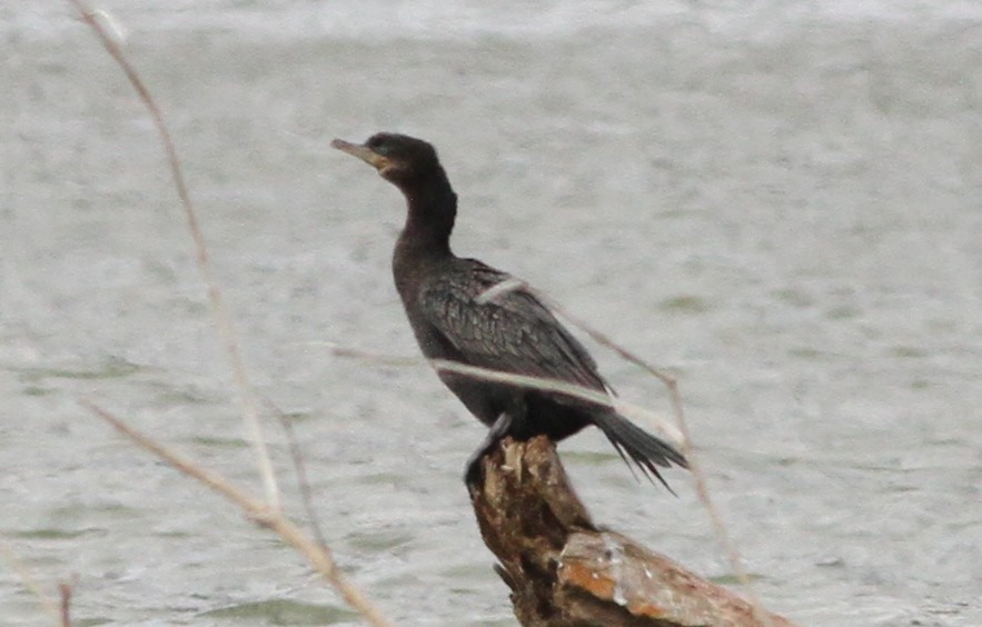 Neotropic Cormorant - ML645957016