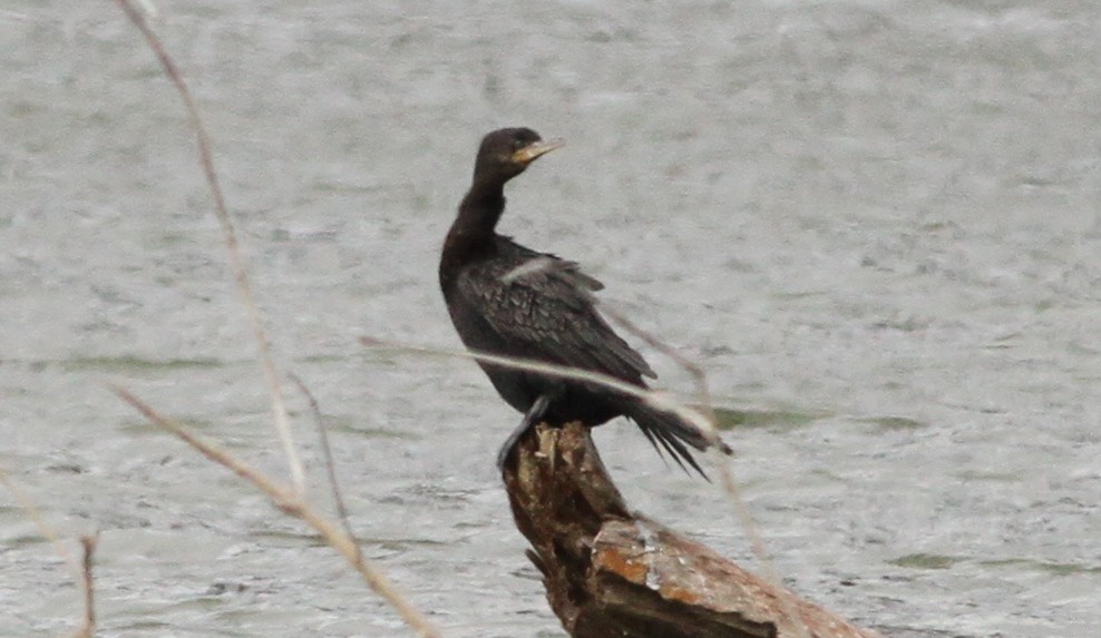 Neotropic Cormorant - ML645957020