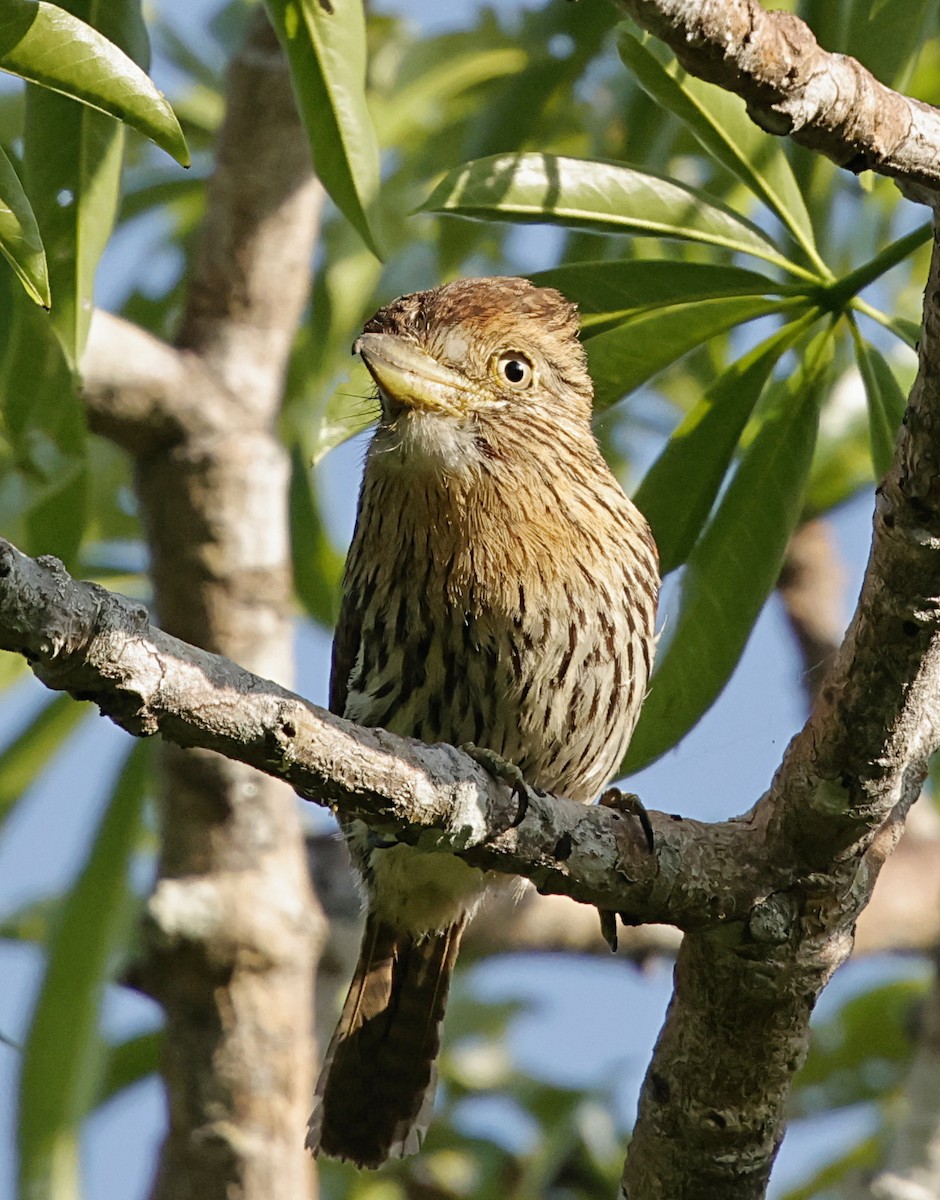 Schwarzmantel-Faulvogel - ML645957023