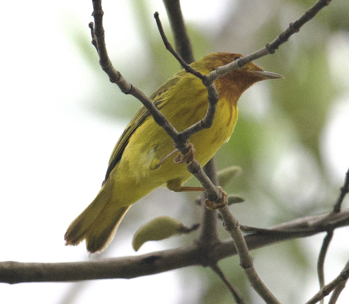 Mangrove Yellow Warbler (Panama) - ML645957025