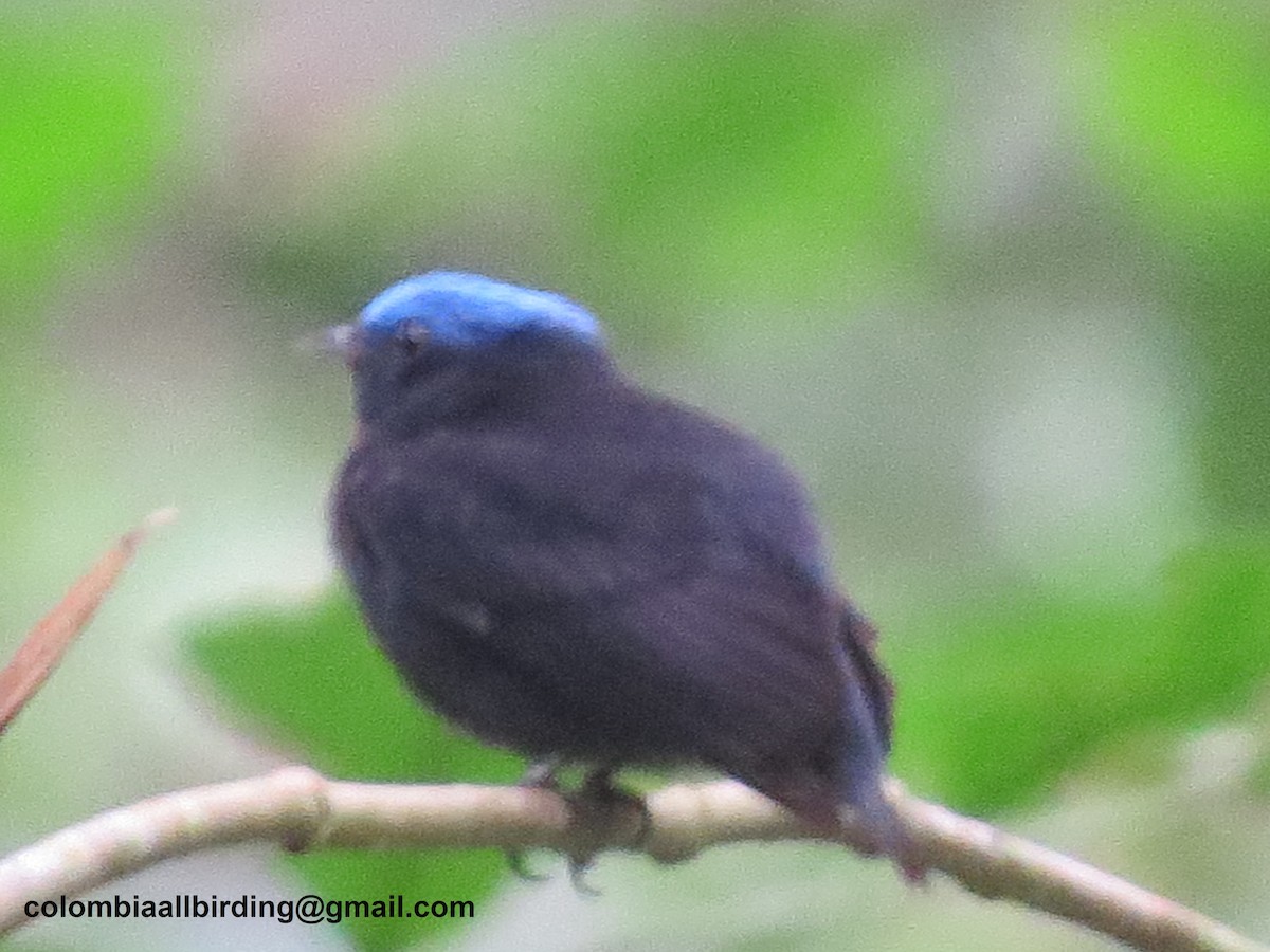 Салтарин синьоголовий - ML645957028