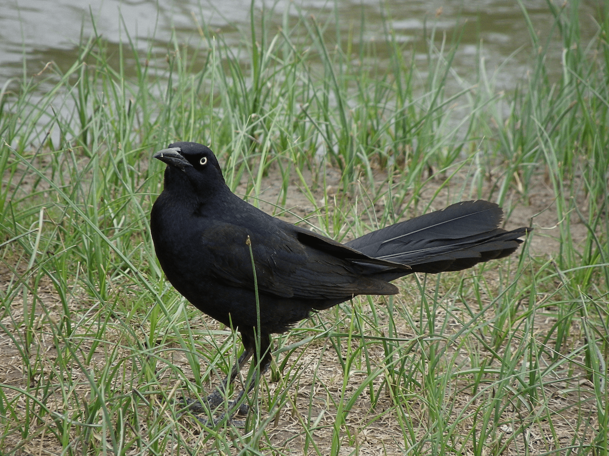 Great-tailed Grackle - ML645957035
