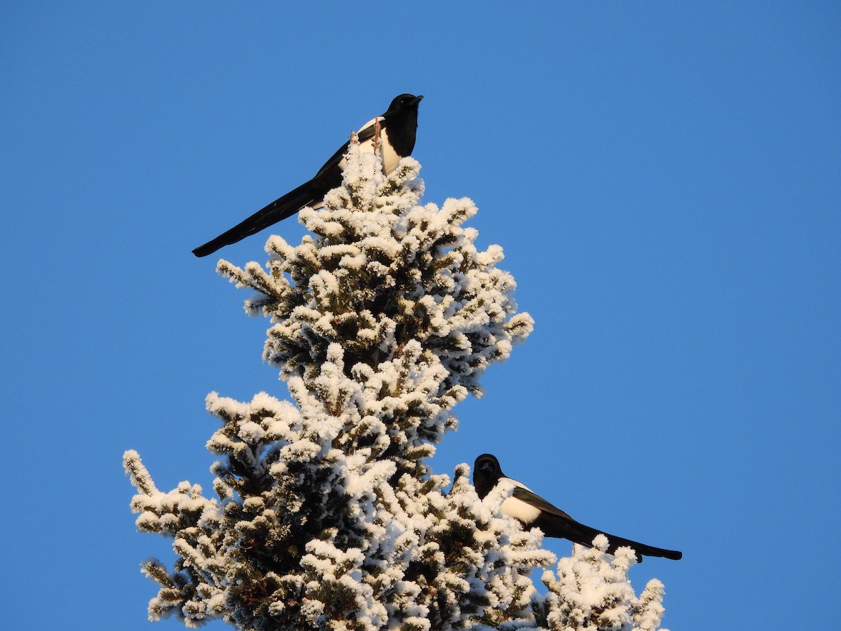 Black-billed Magpie - ML645957038