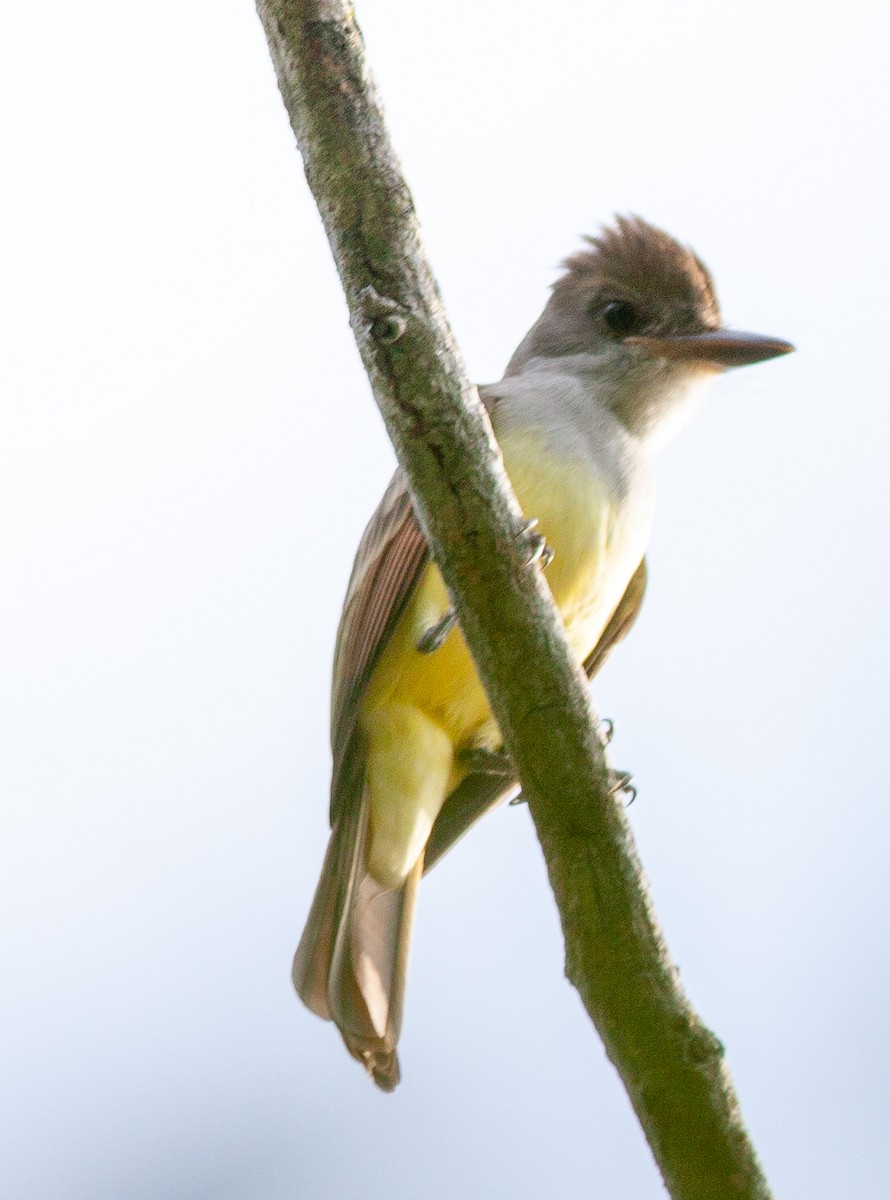 Brown-crested Flycatcher - ML645957043