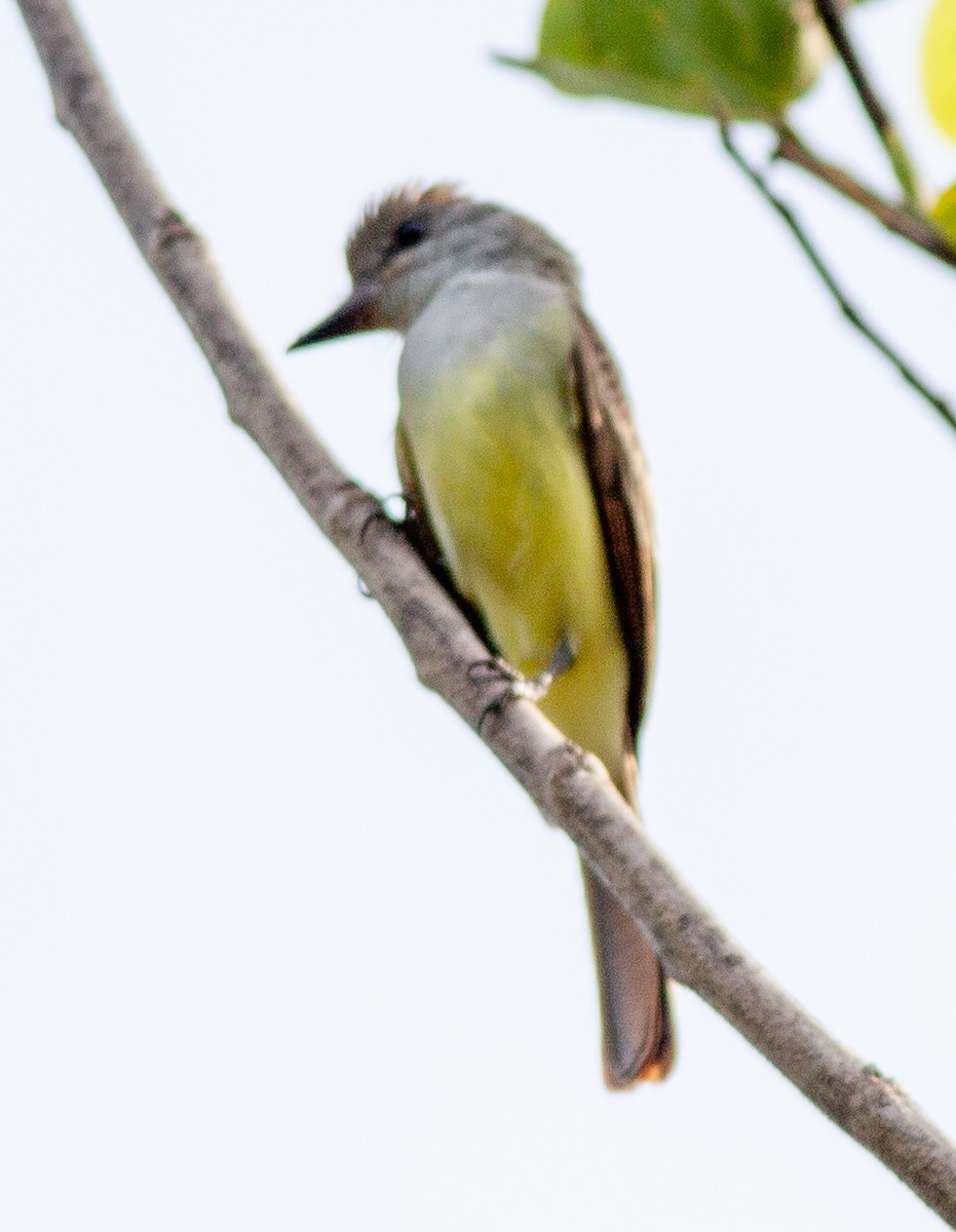 Brown-crested Flycatcher - ML645957044