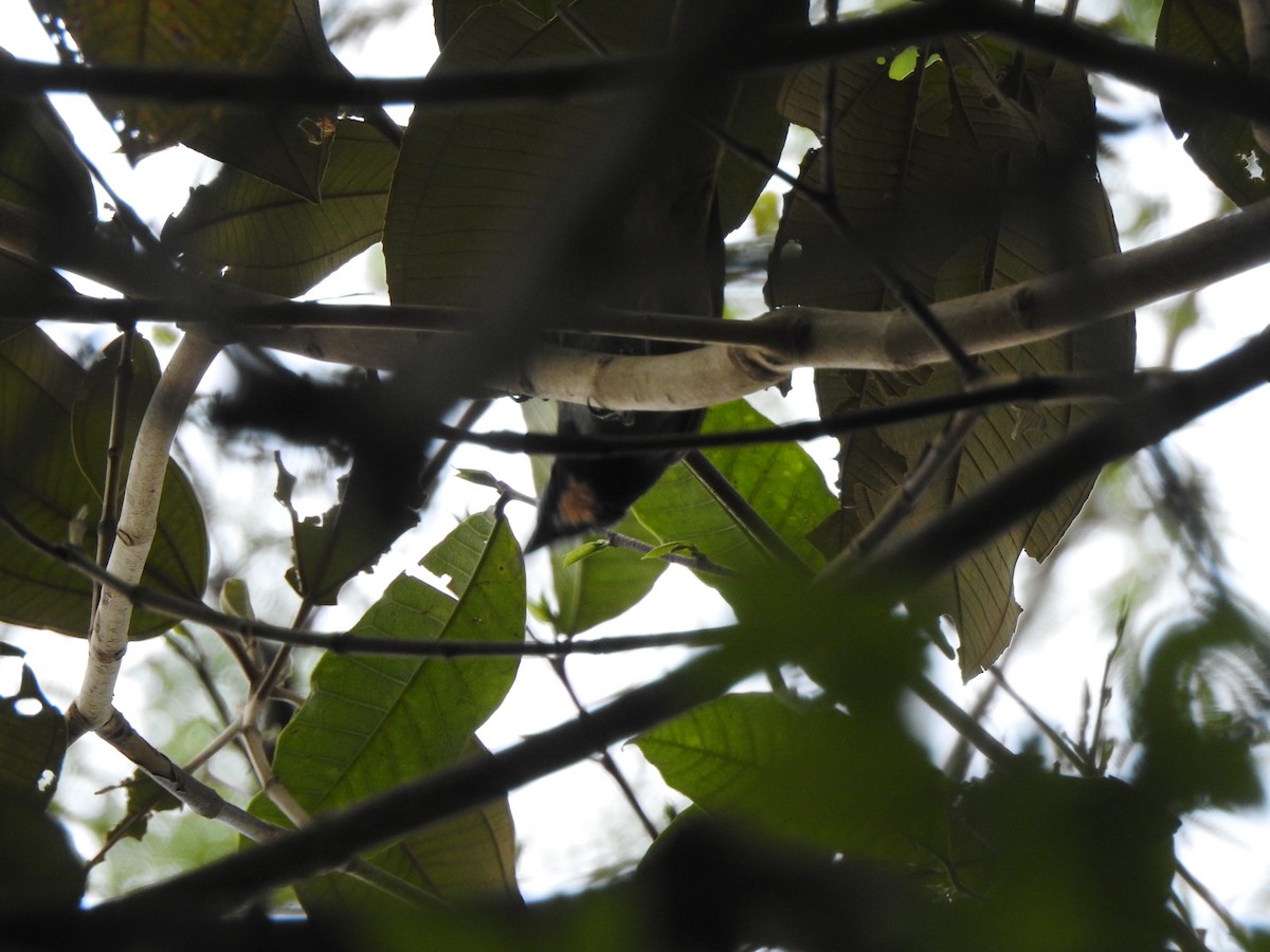 Buff-throated Saltator - ML645957051