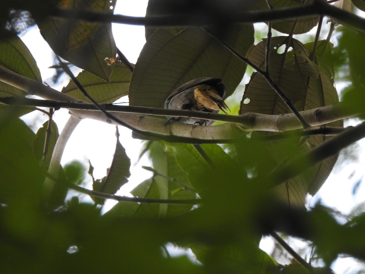 Buff-throated Saltator - ML645957052