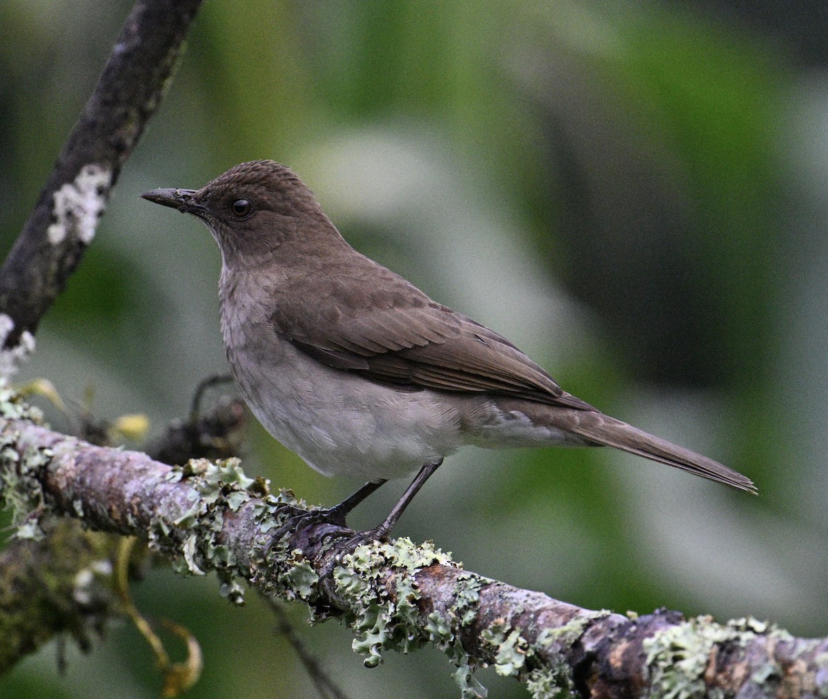 Black-billed Thrush - ML645957056