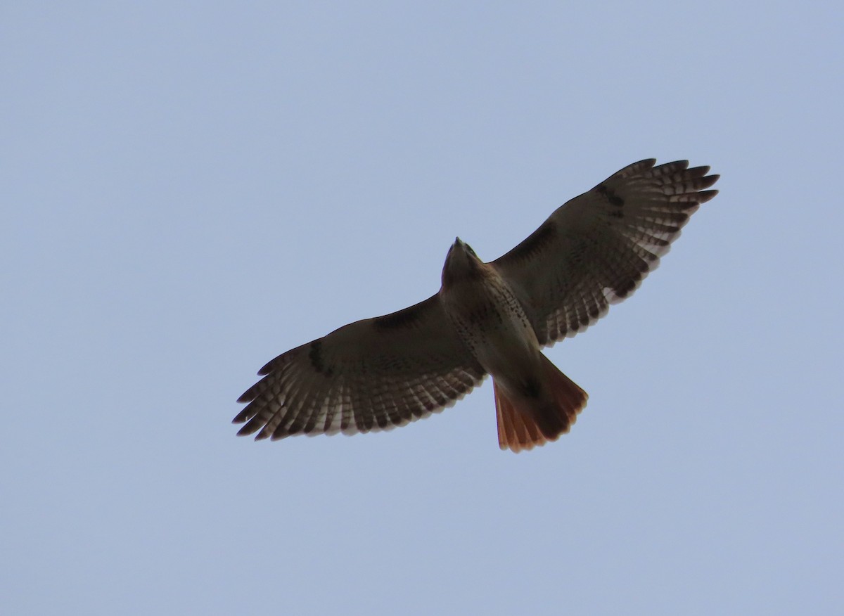 Red-tailed Hawk - ML645957069
