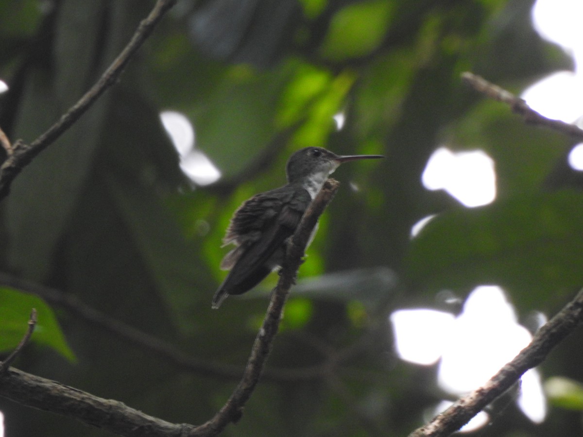 White-bellied Emerald - ML645957070