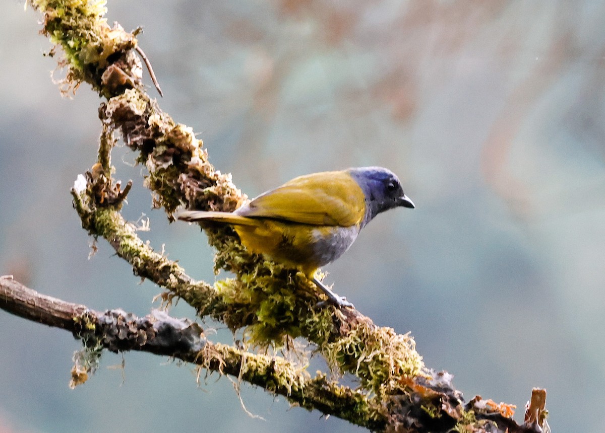 Blue-capped Tanager - ML645957071