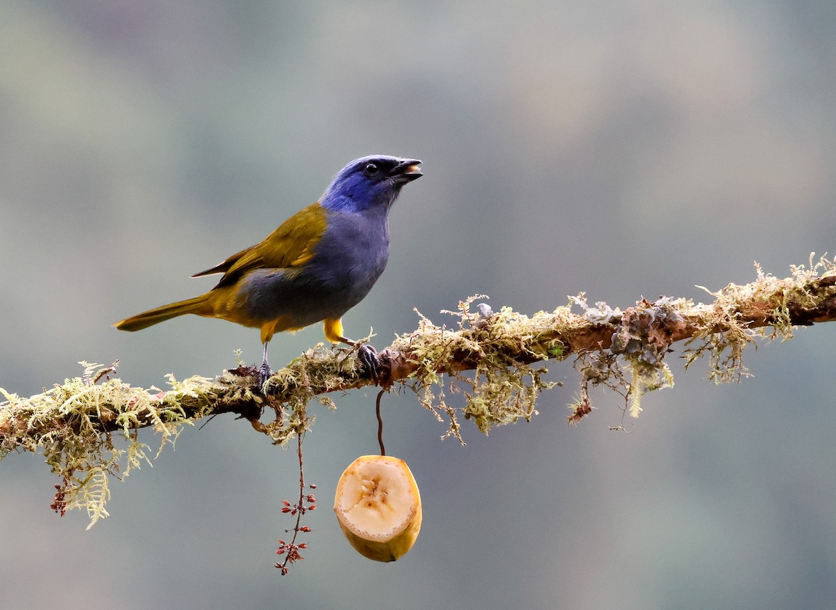 Blue-capped Tanager - ML645957072
